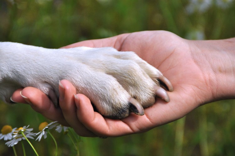 Собачья лапа в руке человека
