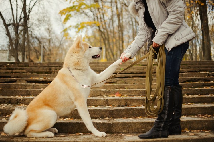 Акита ину лапы