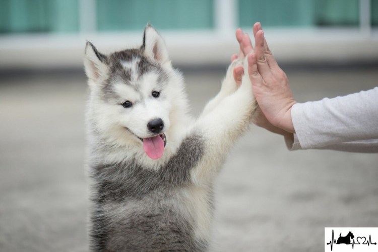 Хаски дает лапу