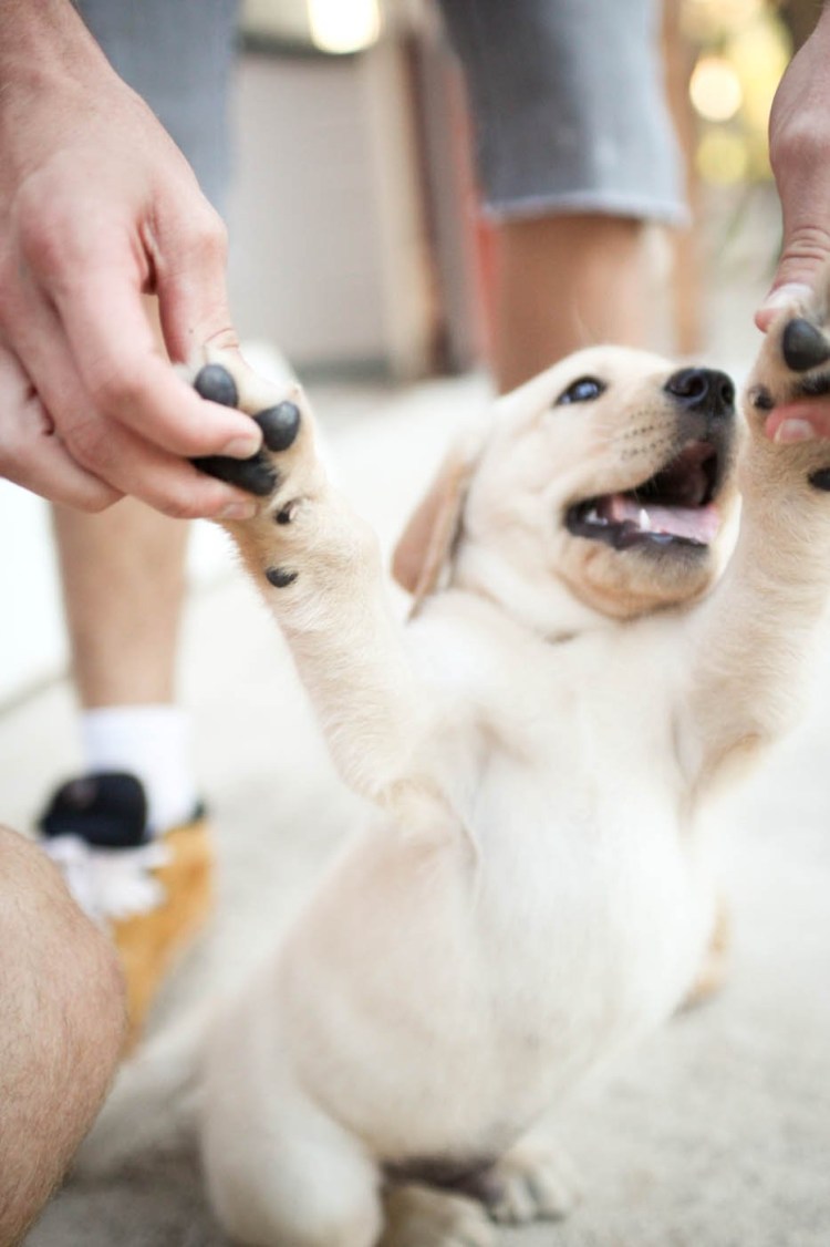 Лапа собаки