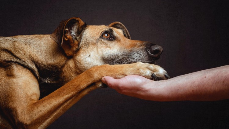 Преданные собаки