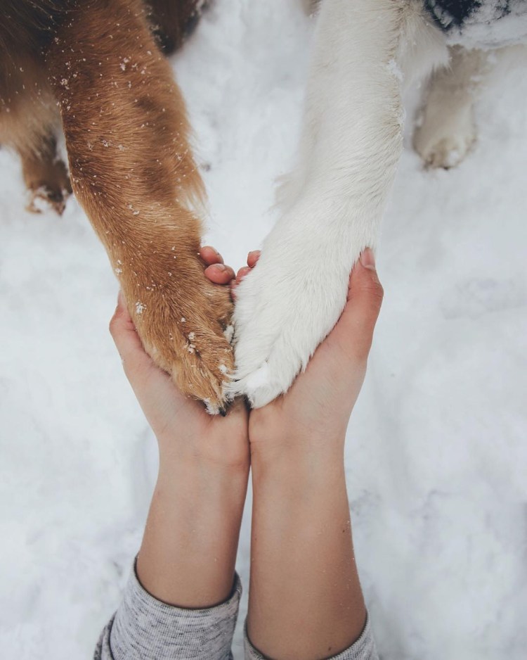 Собачья лапа в руке