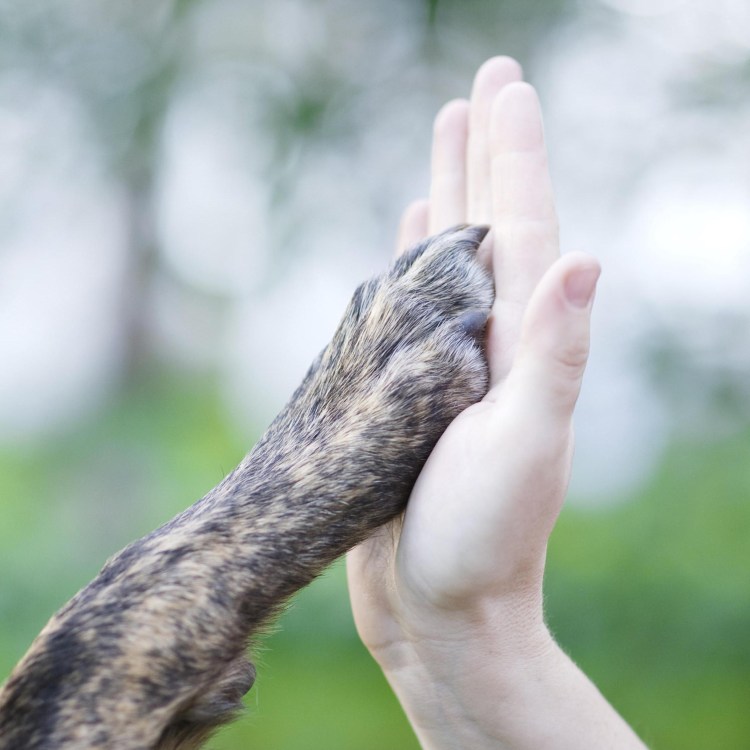 Рука и лапа собаки