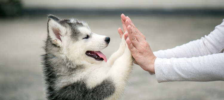 Пес дает лапу человеку