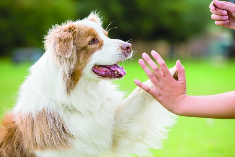 Команда дай лапу