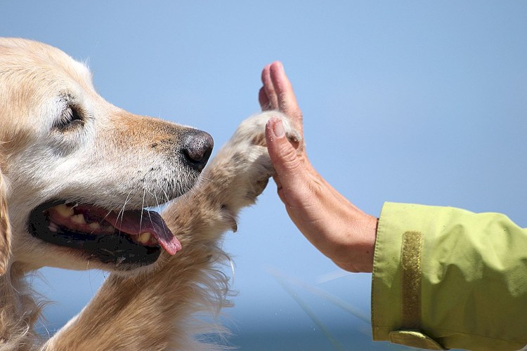 Золотистый ретривер лает