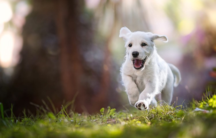 Белый щенок на природе