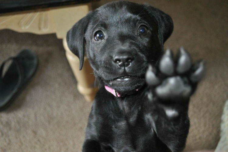 Собака дает лапу