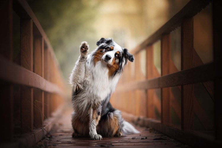 Австралийская овчарка лапы