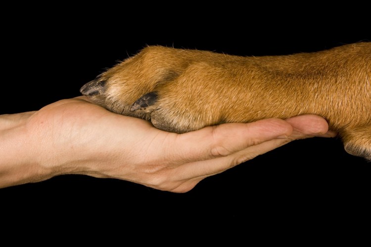 Собака с протянутой лапой