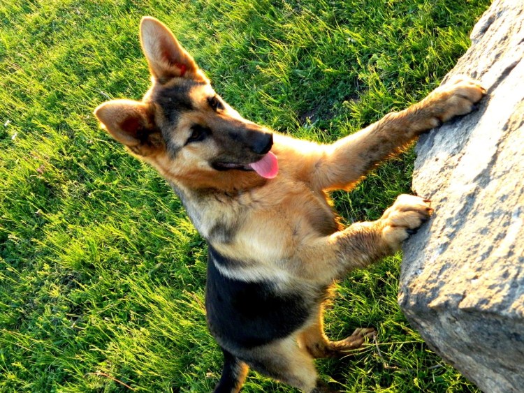 Лапы немецкой овчарки