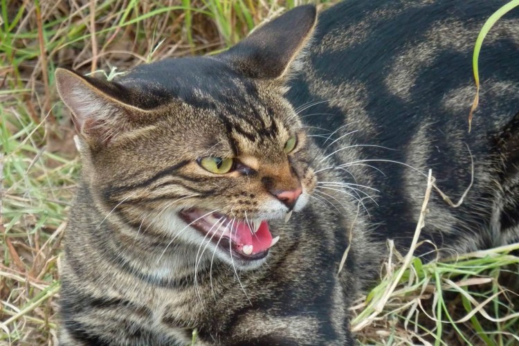 Манул и сервал