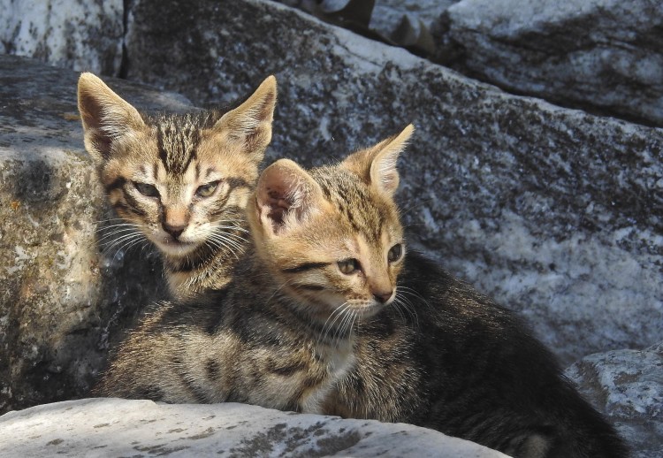 Камышовый кот меланист