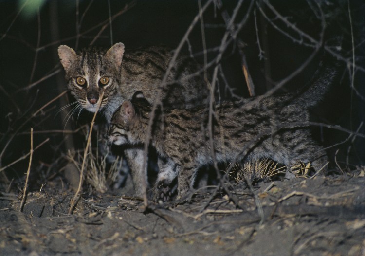 Одичавшая австралийская кошка
