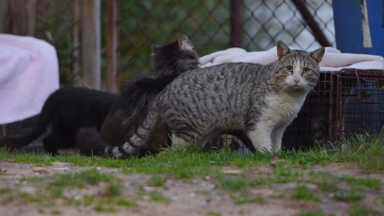 Онцилла (leopardus tigrinus)