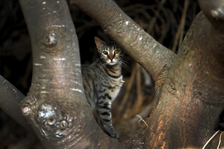 Черноногая кошка