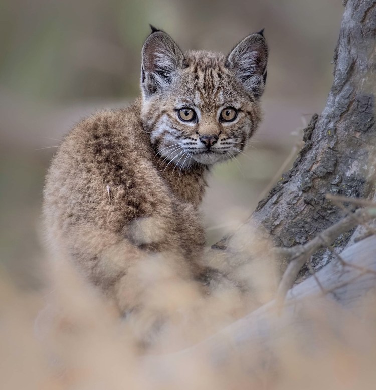 Бенгальский камышовый кот