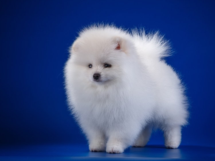 Померанский шпиц Беленький