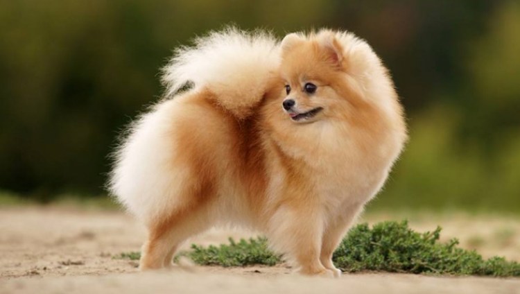 Померанский шпиц породы собак