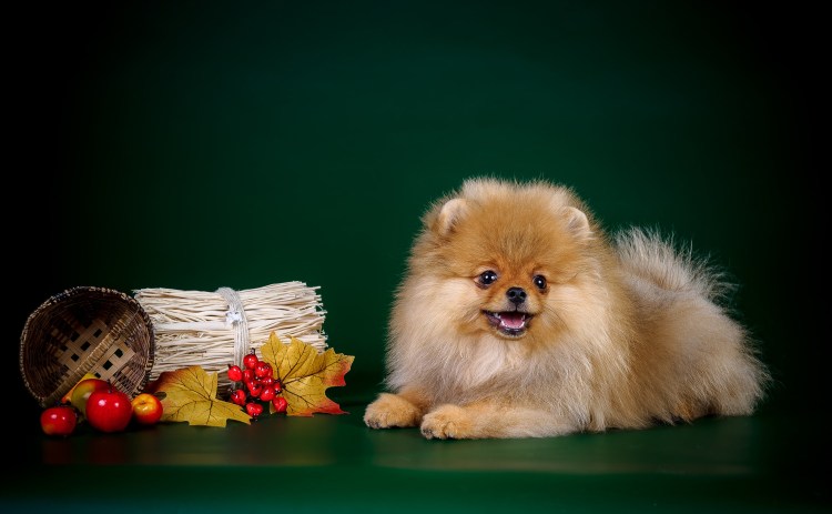 Порода померанский шпиц