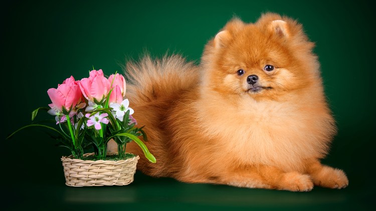 Померанский шпиц породы собак