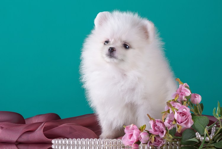 Померанский шпиц Пуппи