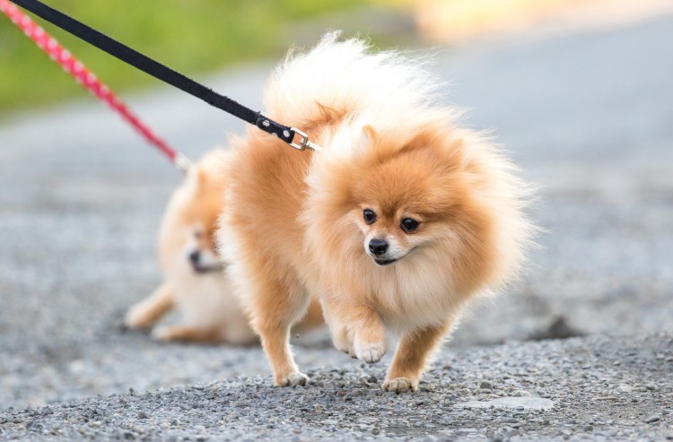Померанский шпиц породы собак