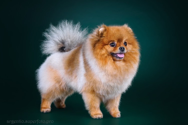 Собачка шпиц