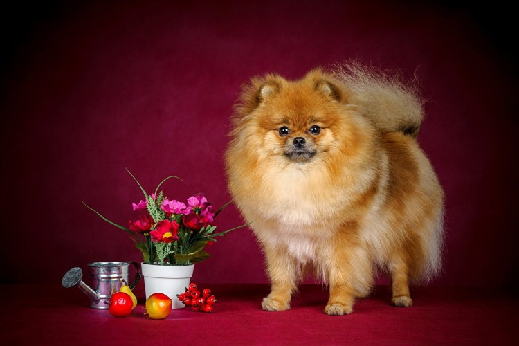 Собака померанский шпиц белый