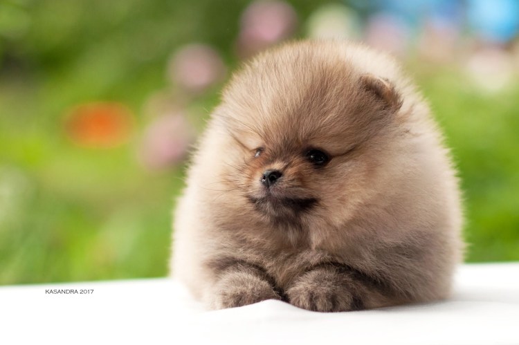 Шпиц терьер белый