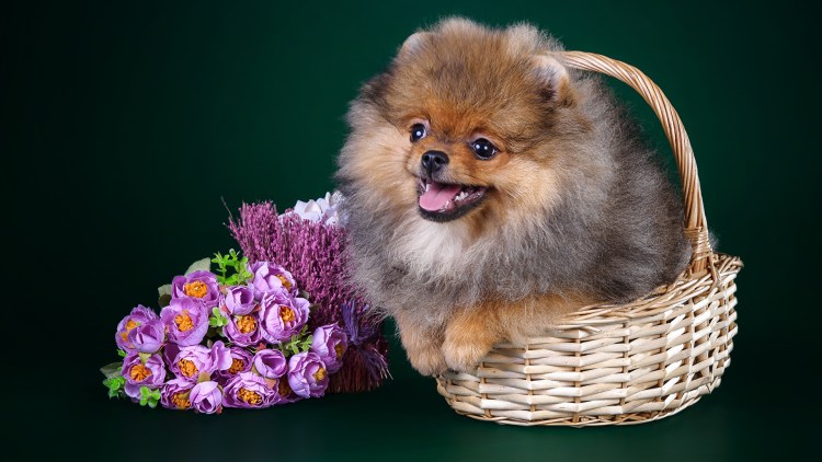 Собака померанский шпиц