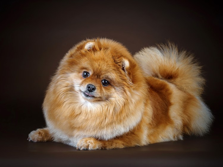 Померанский шпиц породы собак