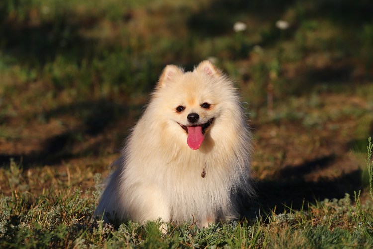 Померанский шпиц