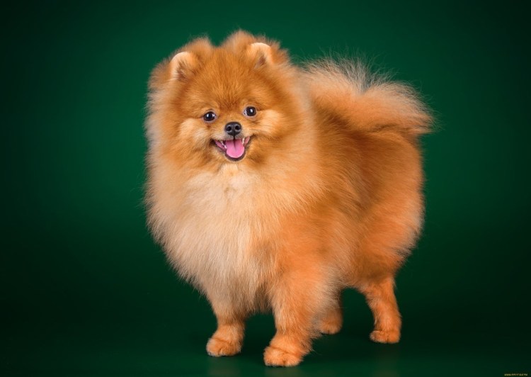 Пекинский шпиц