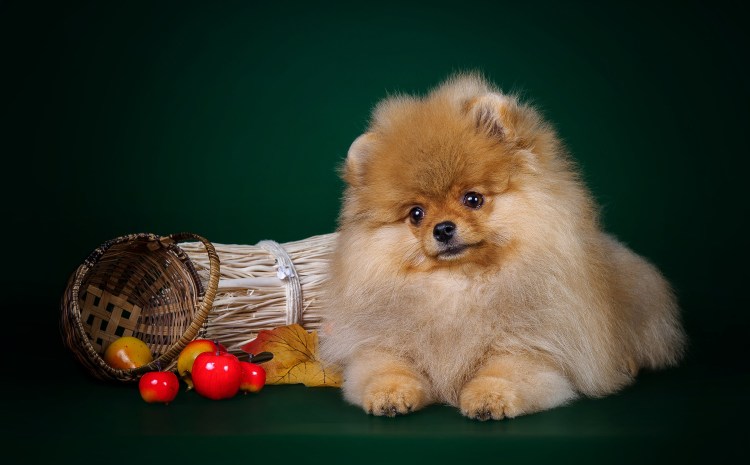 Померанский шпиц