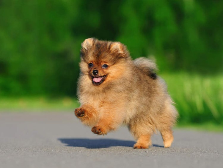 Собачка шпиц померанский