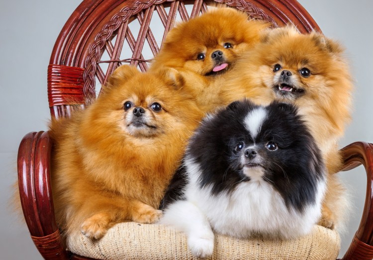 Микро померанский шпиц