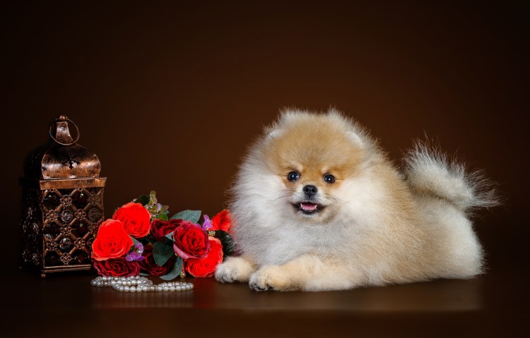 Мопс и померанский шпиц