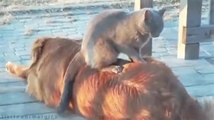 Кот топчет лапами