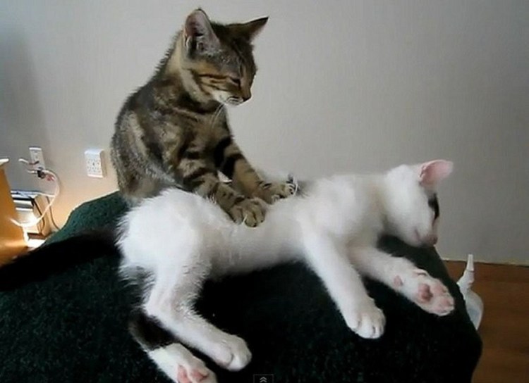 Массаж котики