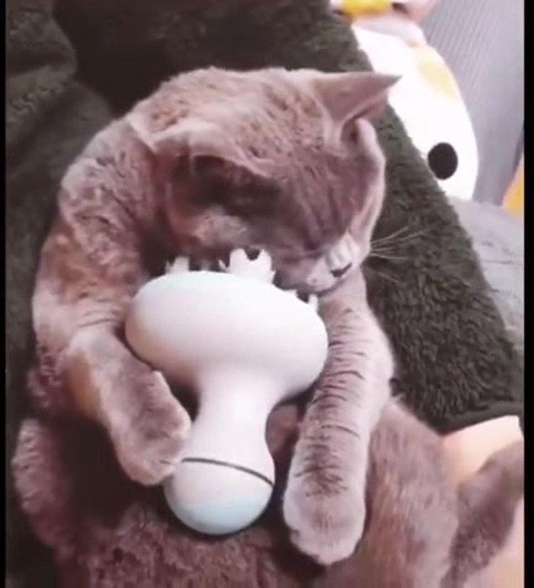 Видео где животному двигают лапками