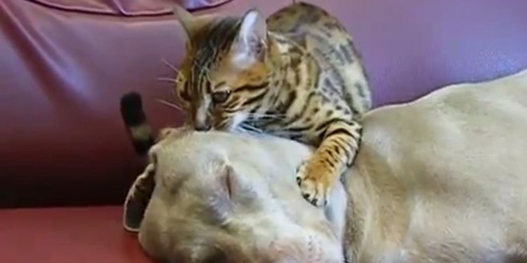 Видео с котиками