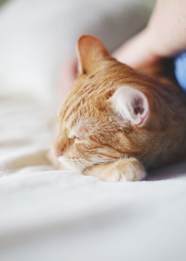 Прививка в холку коту