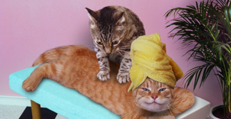 Массаж коту