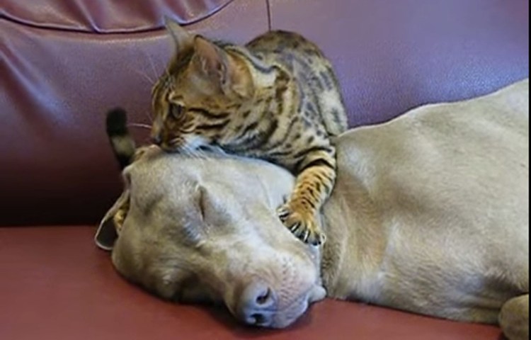 Кошачий массаж