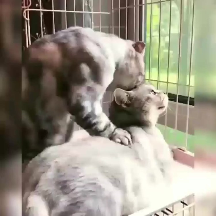 Кошачий массаж гиф