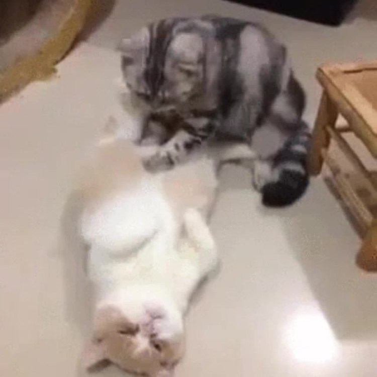 Коты массаж гиф