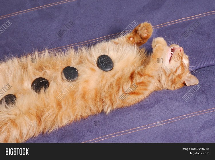 Массаж коту