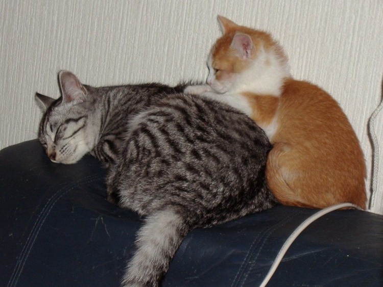 Кот массажирует коту