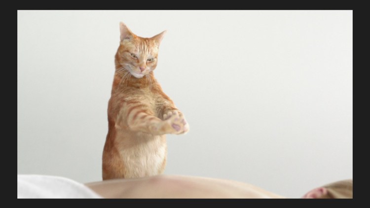 Кошка массажирует